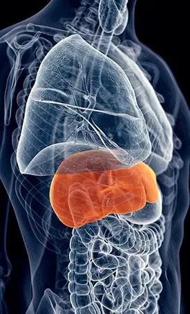 Liv Pure supplement for liver detox